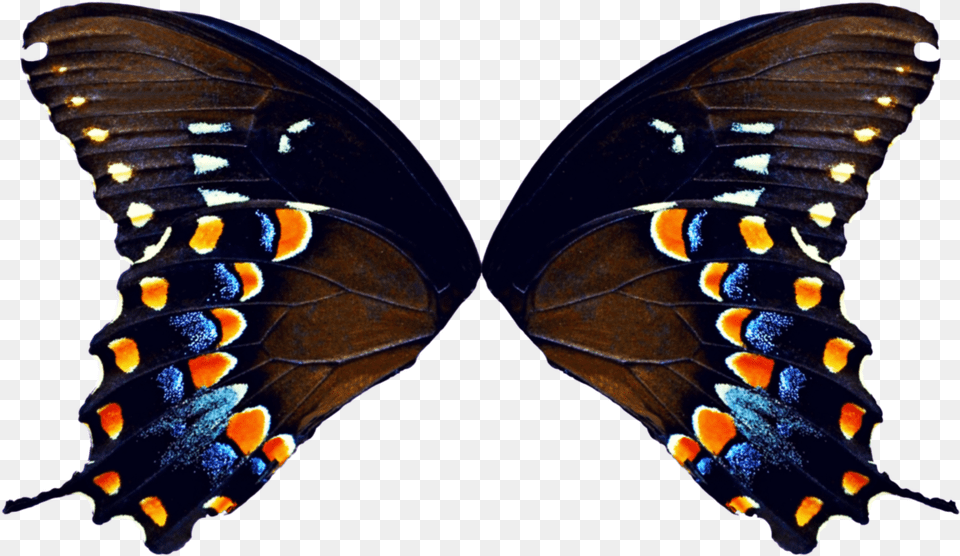 High Resolution Butterfly Wings, Animal, Insect, Invertebrate Free Png