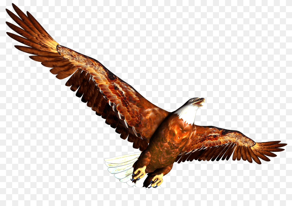 High Resolution Clip Art Animal, Bird, Flying, Vulture Free Transparent Png