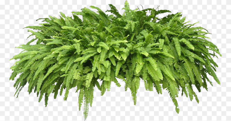 High Resolution Ferns Icon Tropical Plants Transparent Background, Fern, Plant Png