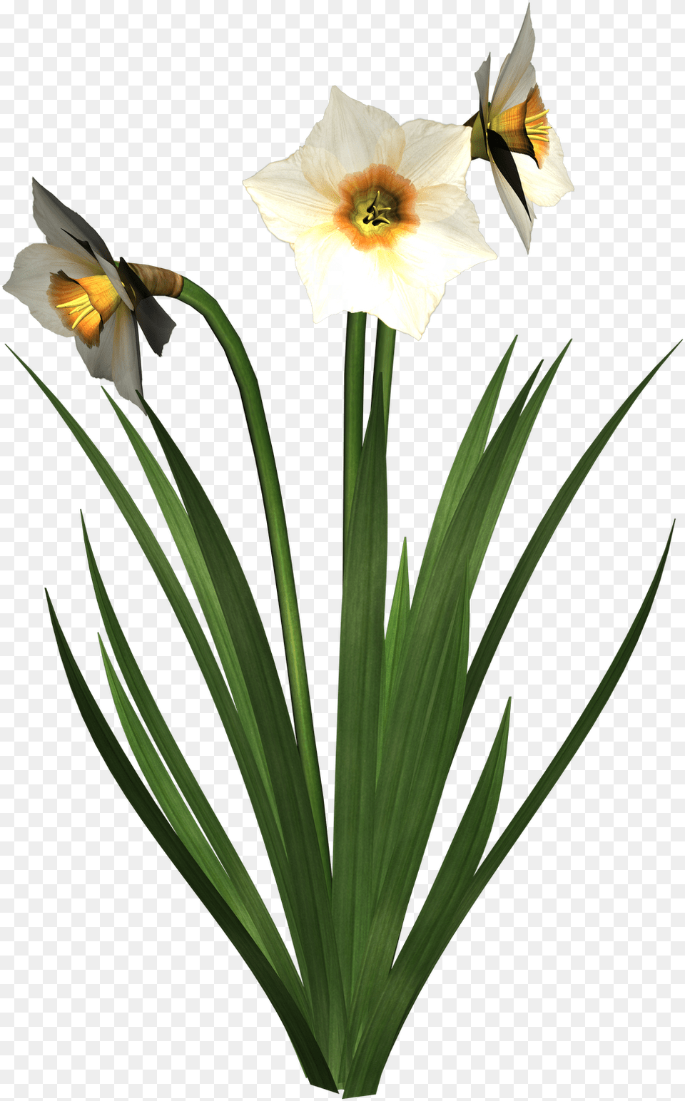 High Resolution Graphics And Clip Art Narciss Klipart, Daffodil, Flower, Plant, Animal Free Png