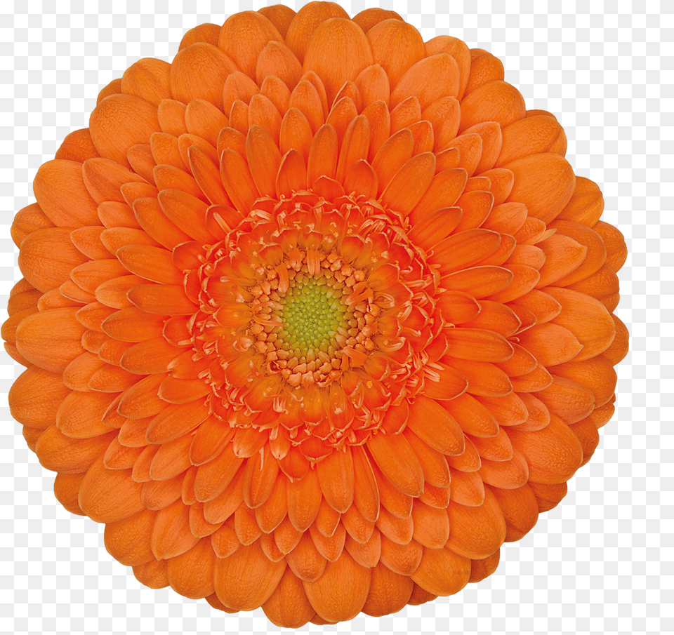 High Resolution Image Download File, Dahlia, Daisy, Flower, Petal Free Transparent Png