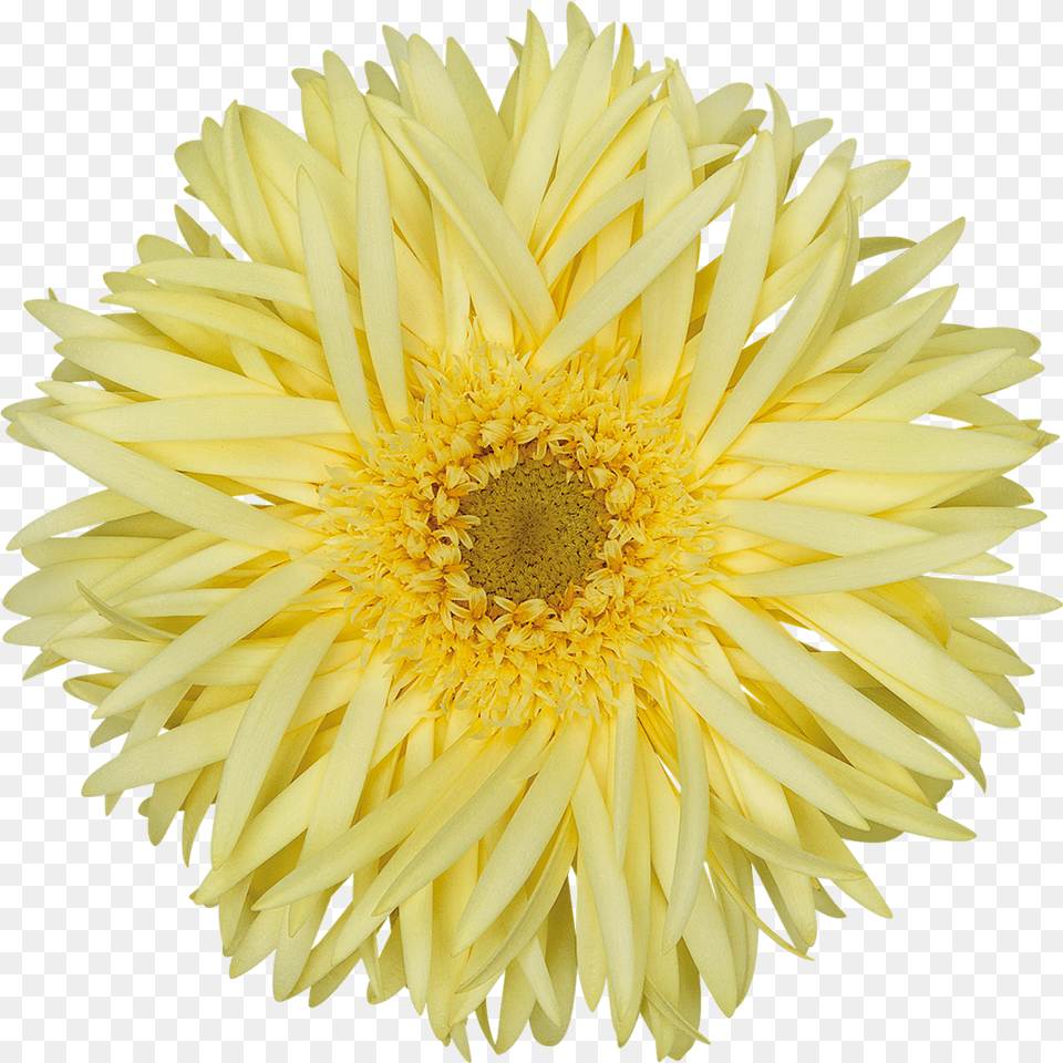 High Resolution Image Download File Chrysanths, Daisy, Flower, Petal, Plant Free Png
