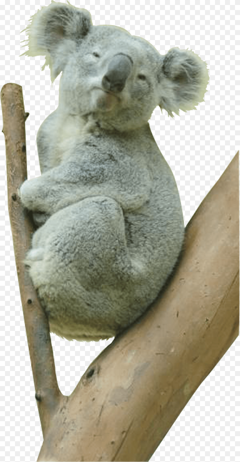 High Resolution Koala Bear, Animal, Mammal, Wildlife Png