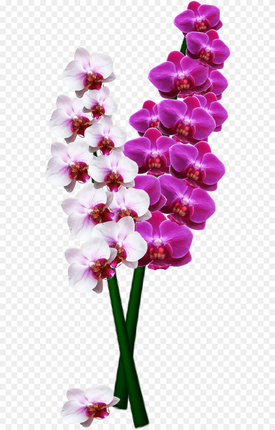 High Resolution Orchids, Flower, Orchid, Plant Free Png Download