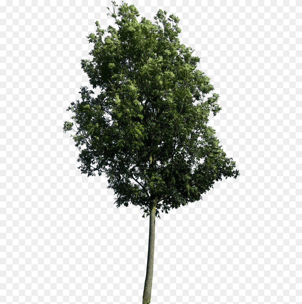 High Resolution Trees, Plant, Tree, Tree Trunk, Oak Free Png
