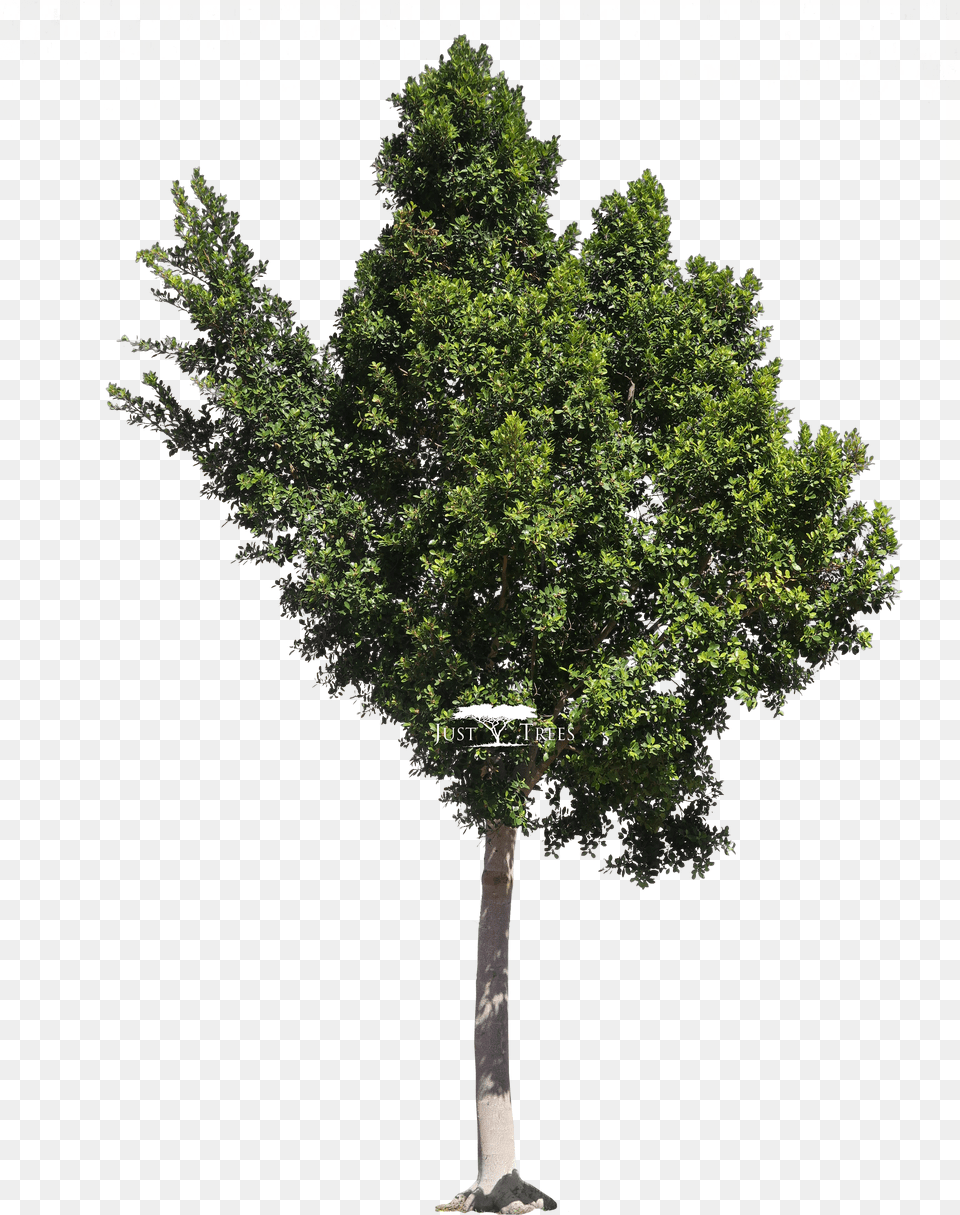 High Resolution Trees, Disk Png Image