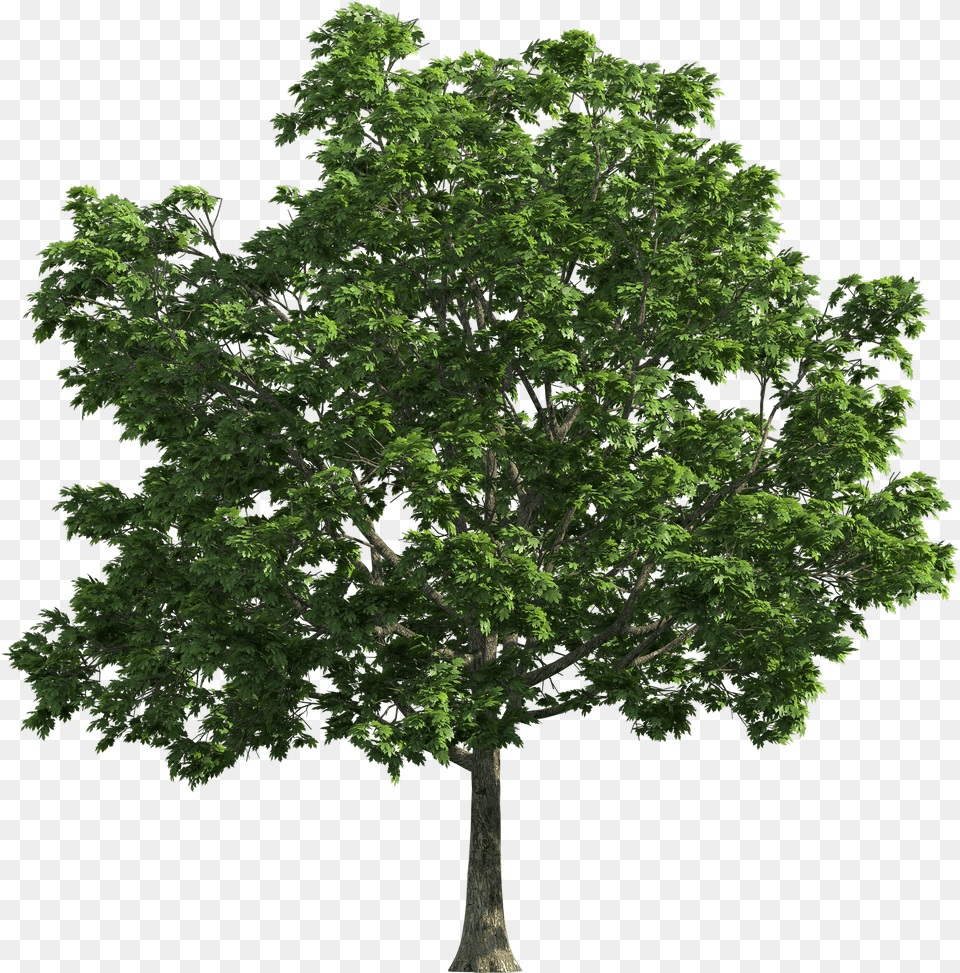 High Resolution Trees Free Png Download