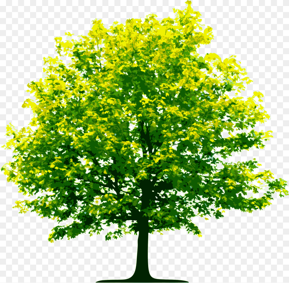 High Resolution Trees, Maple, Oak, Plant, Sycamore Free Png