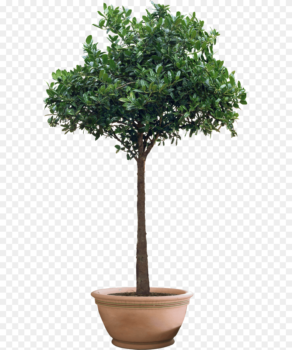 High Resolution Trees, Plant, Potted Plant, Tree, Bonsai Png Image