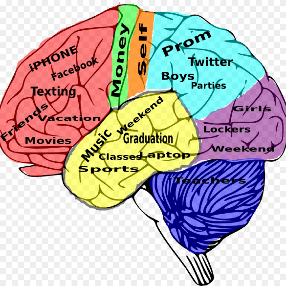 High School Brain, Baby, Person Free Png