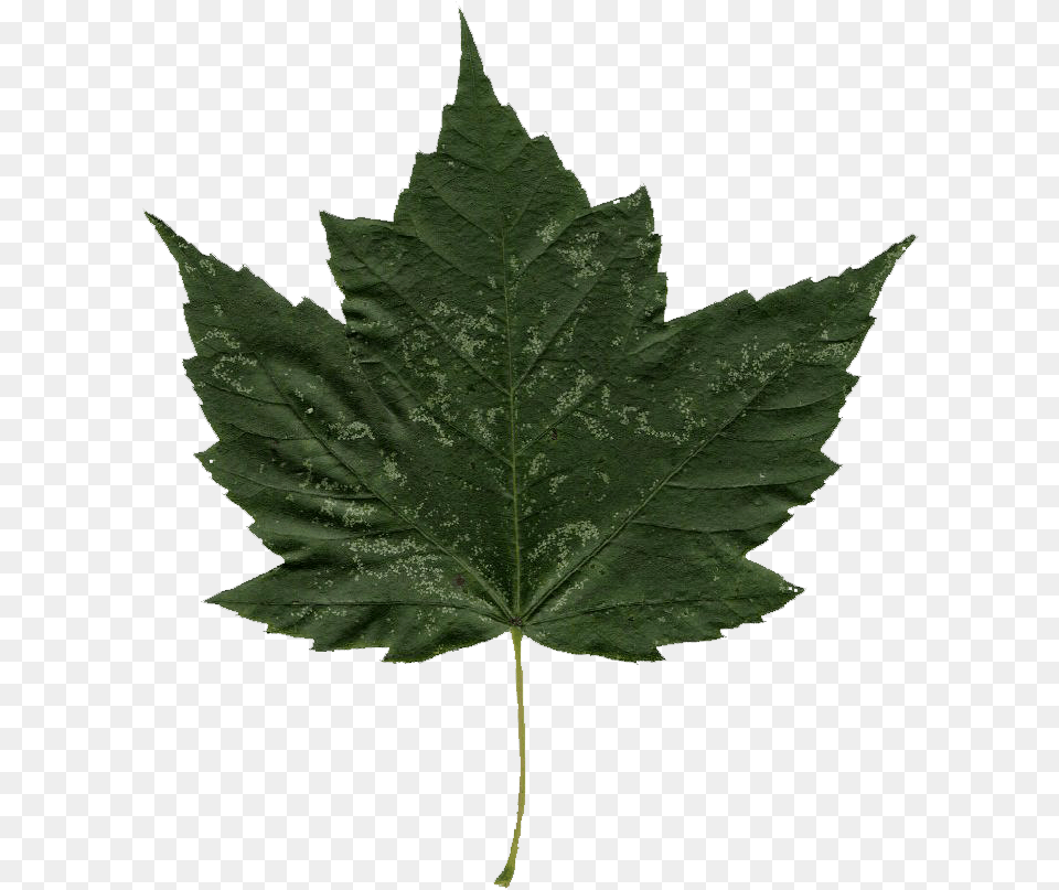 Highbush Cranberry Leaf, Plant, Tree, Maple Leaf Png Image