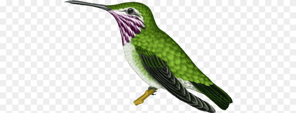 Highest Rated Gifs Gif Abyss Hummingbird, Animal, Bird, Beak Png Image