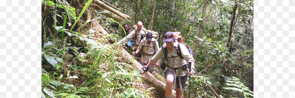 Hikers On The Black Cat Track In Papua New Guinea Old Growth Forest, Vegetation, Land, Leisure Activities, Nature Png