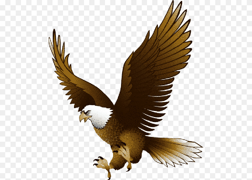 Hill City Elementary, Animal, Bird, Eagle, Flying Free Transparent Png