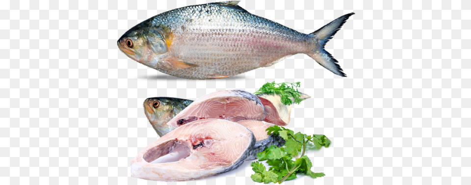 Hilsa Fish, Animal, Sea Life, Herring, Herbs Png