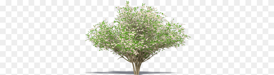 Himalayan Lilac Plants Bim Object For 3ds Max Tree, Plant, Vegetation, Woodland, Outdoors Free Png