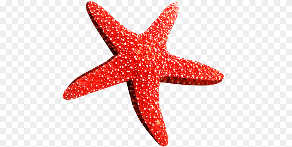 Hinh Con Sao Bien, Animal, Sea Life, Invertebrate, Starfish Png