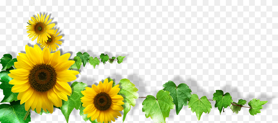 Hinh Ve Hoa Huong Duong Hnh V Hoa P, Flower, Plant, Sunflower, Leaf Png Image