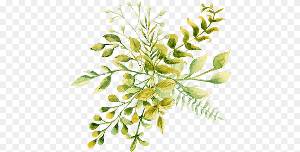 Hints From A Mrs Watercolor Painting, Herbal, Herbs, Leaf, Plant Free Transparent Png