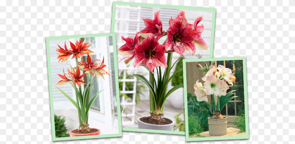 Hippeastrum Or Amaryllis Bulbs Are Very Easy To Plant Amaryllis, Flower, Flower Arrangement, Geranium Png