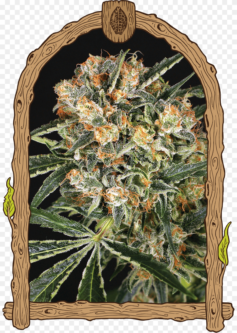 Hippie Therapy Cbd Zkittalicious, Bud, Flower, Plant, Sprout Free Transparent Png
