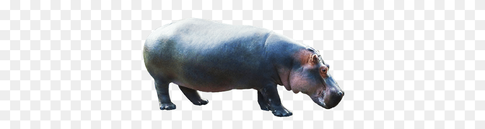 Hippo, Animal, Mammal, Wildlife, Pig Free Transparent Png