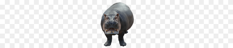 Hippo, Animal, Wildlife, Mammal Png Image