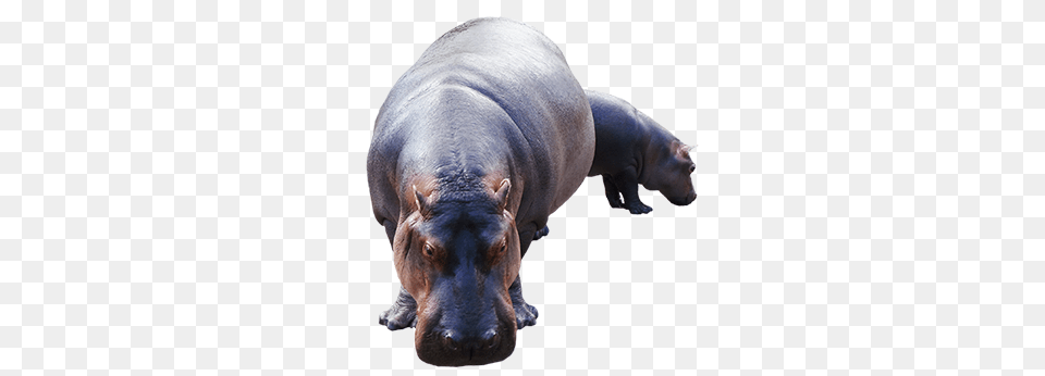 Hippo, Animal, Bear, Mammal, Wildlife Free Png Download