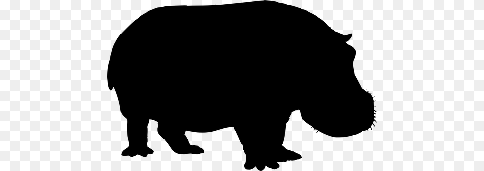 Hippo Gray Png Image