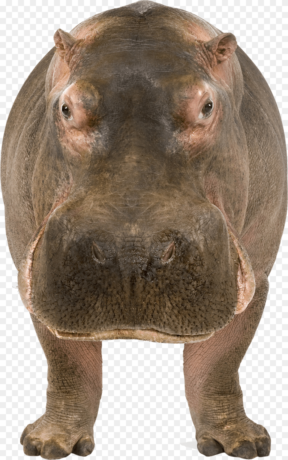 Hippo Png Image