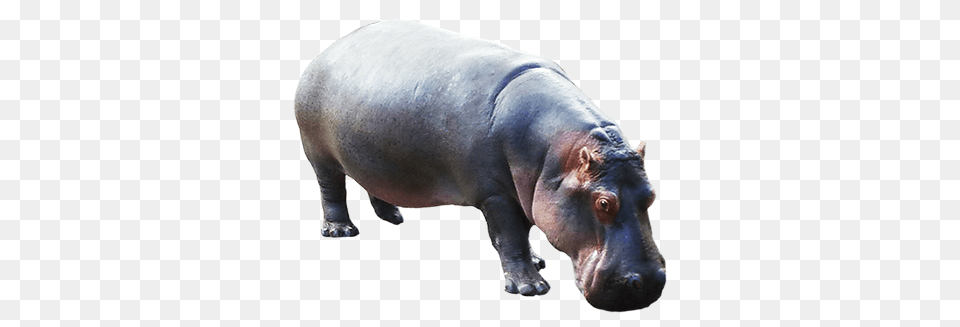 Hippo, Animal, Mammal, Wildlife, Cattle Free Png