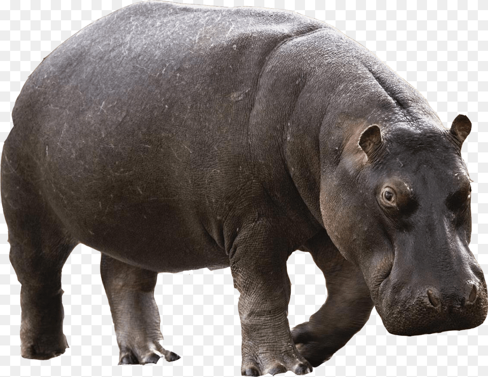 Hippo, Animal, Mammal, Wildlife, Elephant Png Image