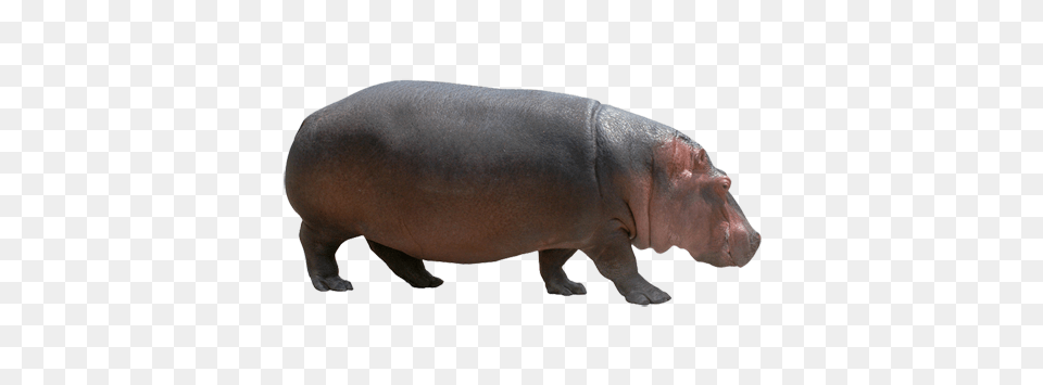 Hippo, Animal, Mammal, Wildlife, Pig Free Transparent Png