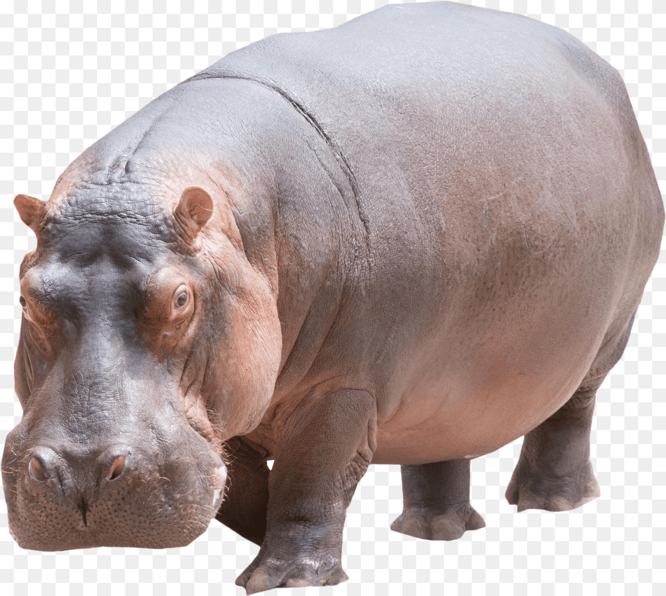 Hippo Image, Beverage, Juice, Orange Juice, Cup Png