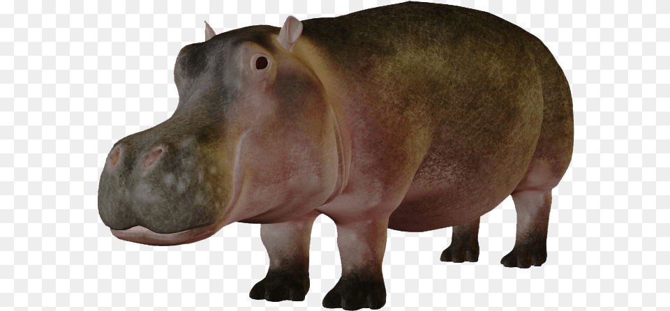 Hippo Images, Animal, Mammal, Wildlife, Pig Png