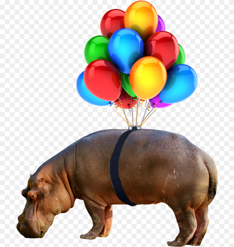 Hippo Nobackground Balloon, Animal, Mammal, Pig, Wildlife Free Png Download