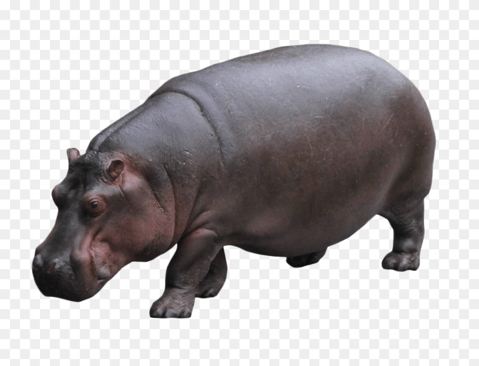 Hippo Standing, Animal, Mammal, Pig, Wildlife Png Image