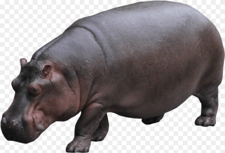 Hippo Standing, Animal, Mammal, Wildlife, Pig Png