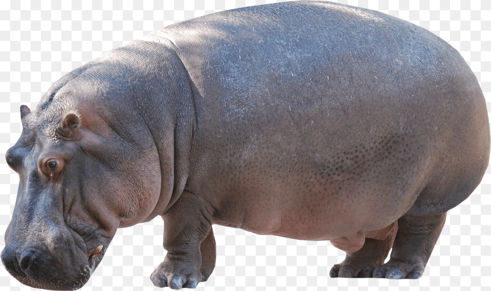 Hippo Standing Image Kuda Nil In English, Clothing, T-shirt, Sleeve, Long Sleeve Free Png