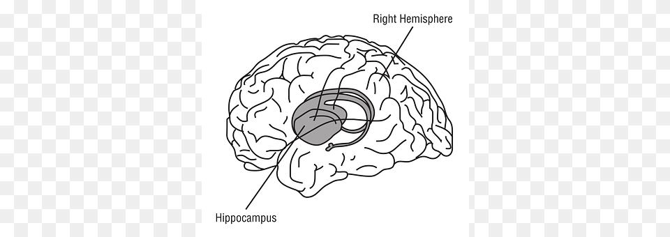 Hippocampus Diagram, Baby, Person Free Transparent Png