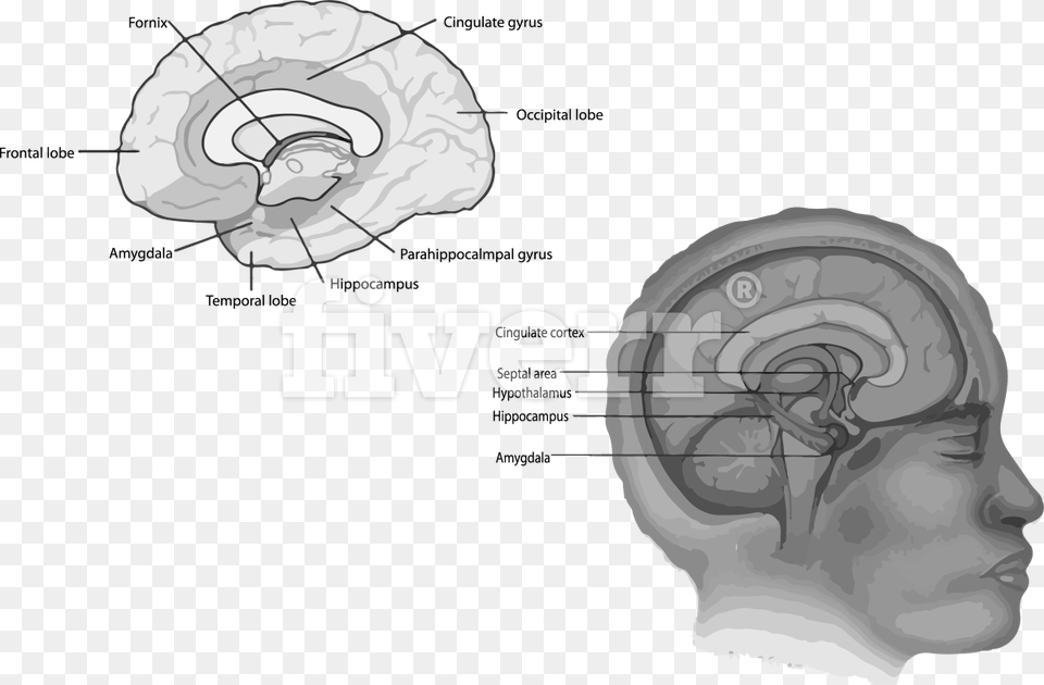 Hippocampus In Your Brain Brain Regions Limbic System, Ct Scan, Body Part, Ear, Person Png