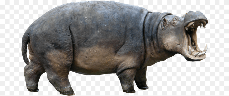 Hippopotamus, Animal, Elephant, Mammal, Wildlife Free Png Download