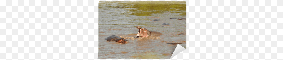 Hippopotamus, Animal, Mammal, Wildlife, Hippo Free Transparent Png