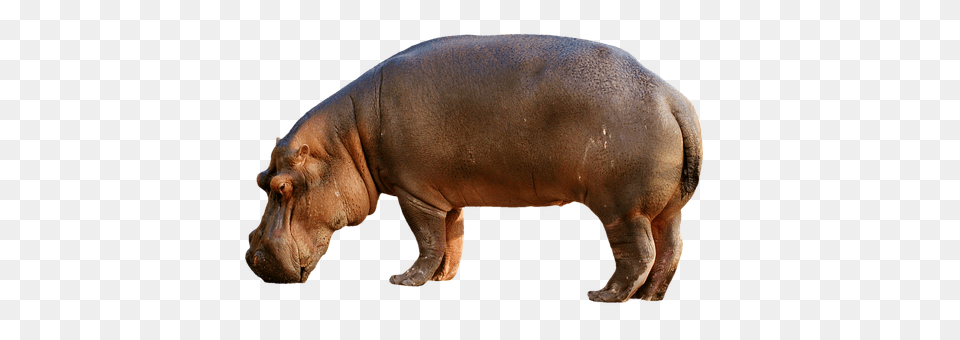 Hippopotamus Animal, Mammal, Wildlife, Hippo Free Transparent Png