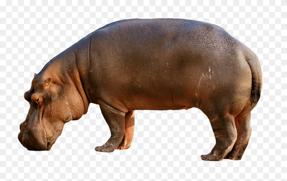 Hippopotamus Animal, Hippo, Mammal, Wildlife Png Image