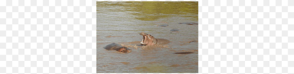 Hippopotamus, Animal, Mammal, Wildlife, Hippo Free Transparent Png
