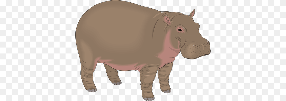 Hippopotamus Animal, Mammal, Hippo, Wildlife Png