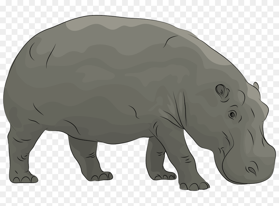 Hippopotamus Clipart, Animal, Bear, Mammal, Wildlife Free Transparent Png