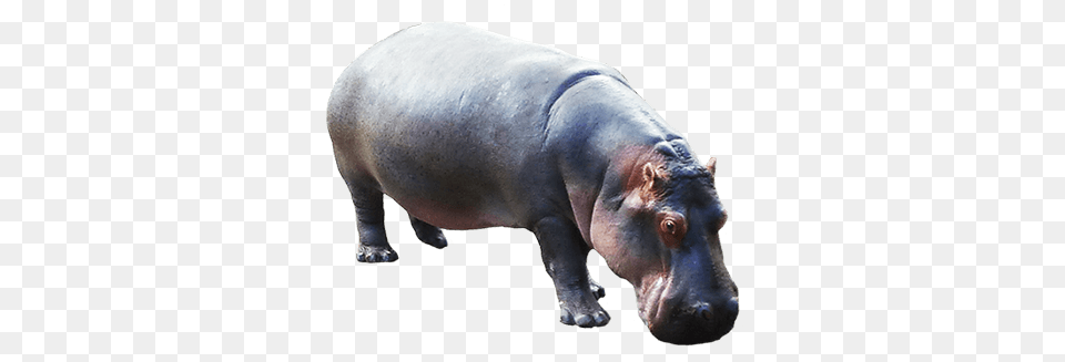 Hippopotamus Down, Animal, Hippo, Mammal, Wildlife Free Transparent Png