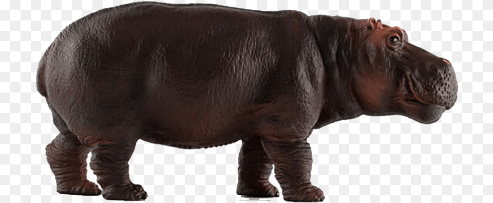 Hippopotamus Download Pnso Hippo, Animal, Mammal, Wildlife, Elephant Free Png